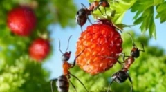 Cum să se ocupe de furnicile de grădină din zona țării și în grădina de legume